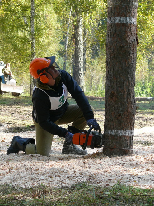  • При валке дерева Александр Угрюмов соблюдает и правила заготовки древесины, и требования техники безопасности. 