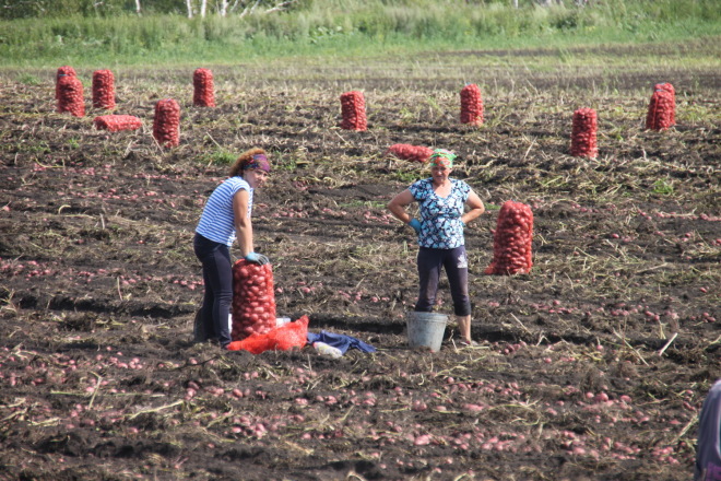 • В крестьянском хозяйстве «Дружба» под ранний картофель отведено более 50 гектаров. В среднем на полях ежедневно выкапывают по 30 тонн «второго хлеба».