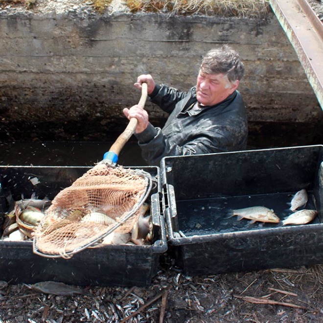 После вскрытия зимовального пруда идёт сортировка рыбы