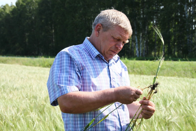 • Главный агроном ЗАО «Падунское» Василий Дьяков оценивает кущение корневой системы ячменя.